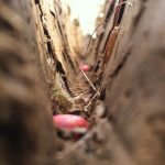 Keeton Seed Firmer